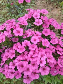 公园花丛