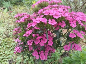 花丛