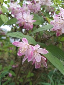 粉红花朵