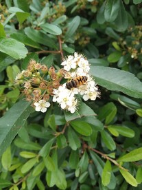 蜜蜂采蜜忙