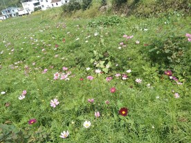 格桑花