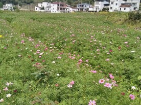 格桑花