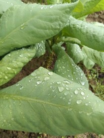 露水菜叶