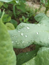 菜叶露水