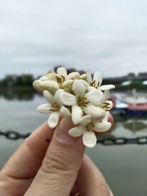 小束花