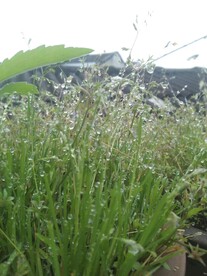 露珠 小草