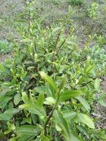 茶叶
