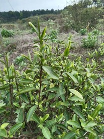 茶树