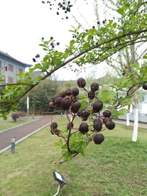 树枝绿枝
