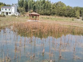 荷塘