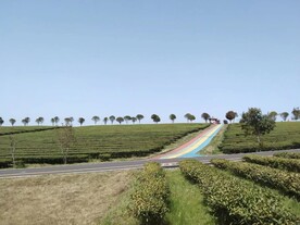 茶山