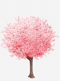 花卉 植物 鲜花