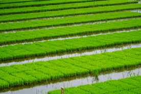 水稻