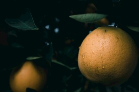 橙子