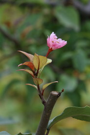 园林花草 