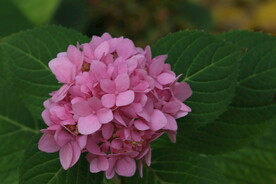 园林花草