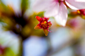 樱花花瓣