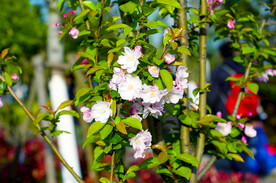 樱花花蕊