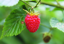 树莓   
