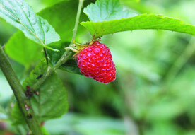 树莓  