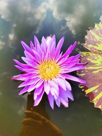 莲花