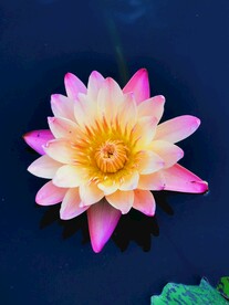 莲花