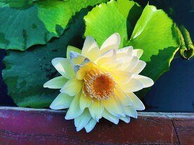 莲花