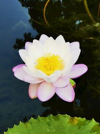 莲花