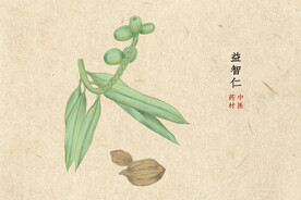 转药材益智仁