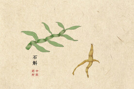 中药材石斛