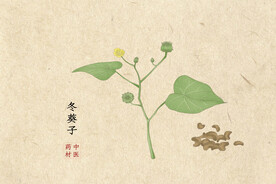 冬葵子
