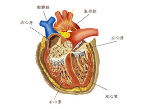 心脏剖视图