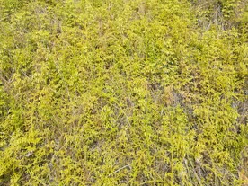 藤曼背景