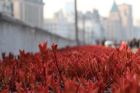 景观花坛