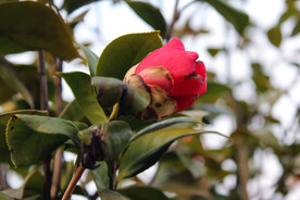 野茶花
