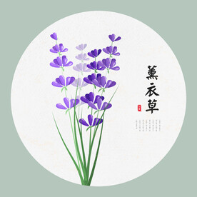 薰衣草手绘