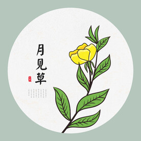手绘月见草