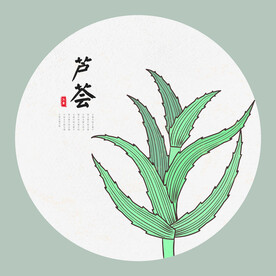 芦荟手绘