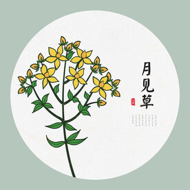 月见草手绘