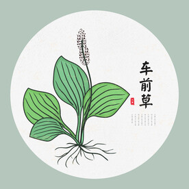 车前草手绘
