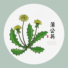 蒲公英手绘