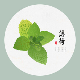 薄荷手绘