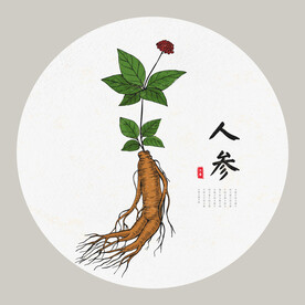 人参手绘