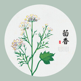 茴香手绘