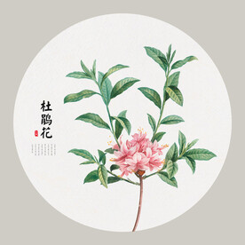 杜鹃花手绘