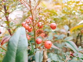 雨后水滴果实 