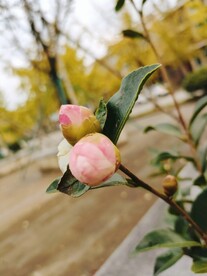 雨后茶花花蕾