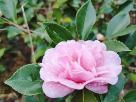 雨后茶花