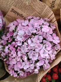 紫色蝴蝶花 秀球花 花团 花束