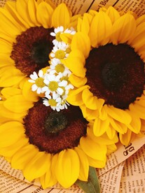 向日葵 黄色 小白菊 车前菊